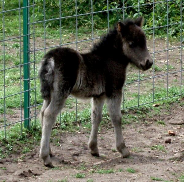 Dreamer 10 days old
