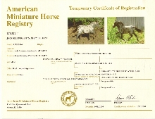 New AMHR Registration Papers