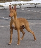 Farao Anubis Phoenix as 6 mos puppy