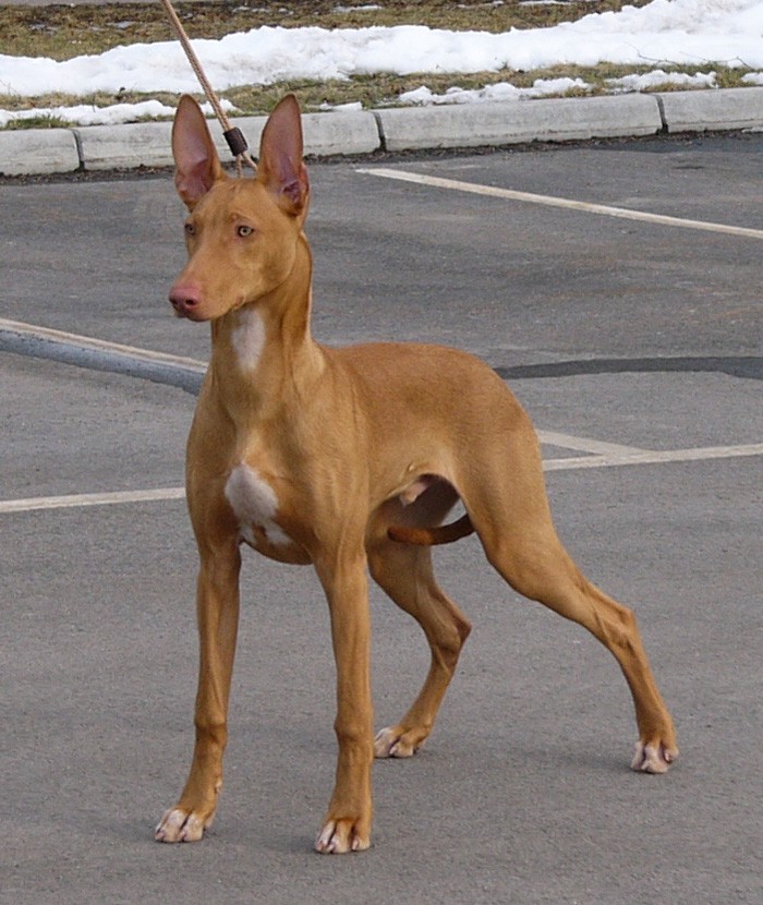 Farao Anubis Phoenix as 6 mos puppy