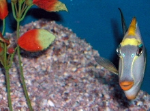 Saltwater - Austin Aquariums
