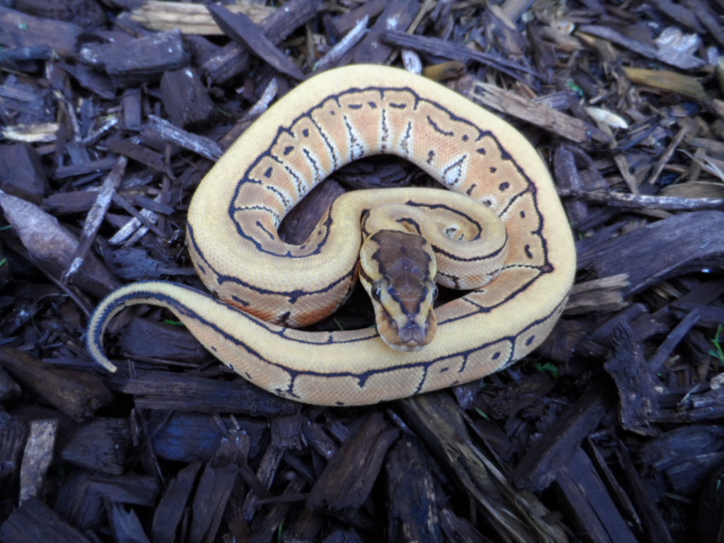 0.1 Desert Pin 2.