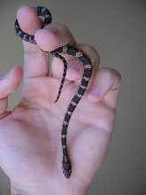 Okeetee Corn Snake