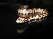 Okeetee Corn Snake
