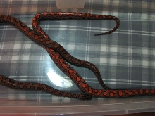 BRB 05 pair