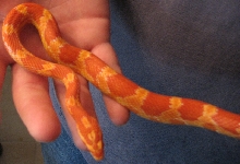 corn1