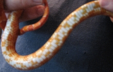 corn3