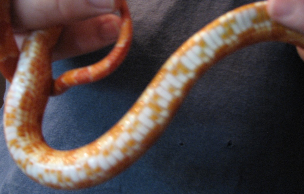 corn3