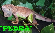 PEDRA ON GUARD