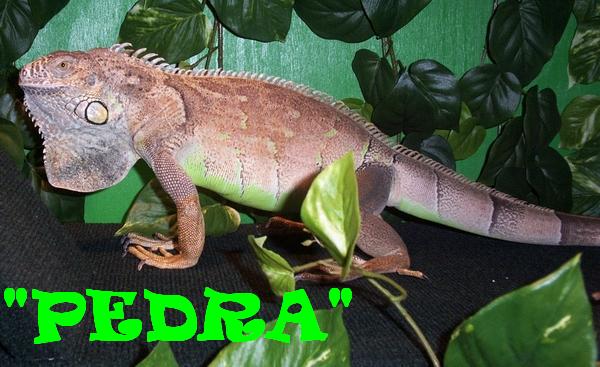 PEDRA ON GUARD