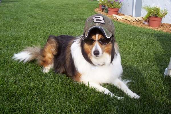 CHELI THE REDNECK DOG!!