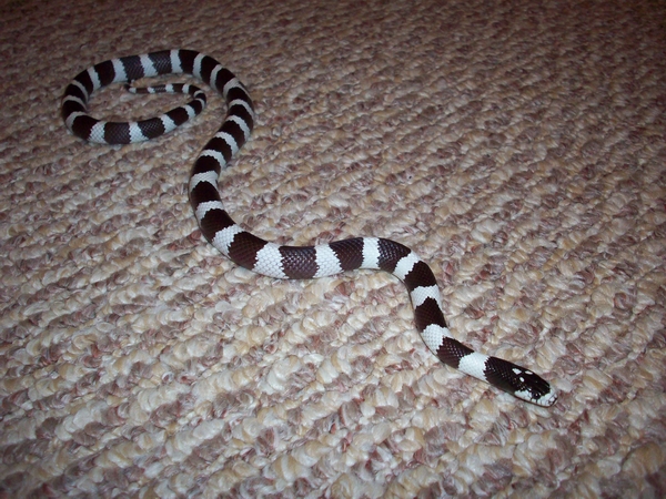 COCO