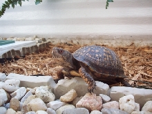 SPEEDY