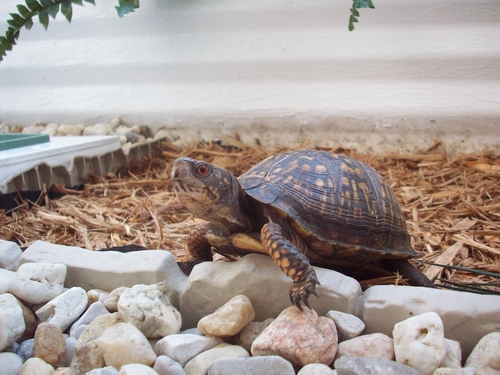 SPEEDY