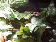 PEEKING OUT