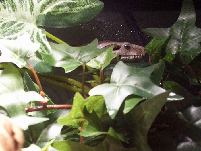 PEEKING OUT