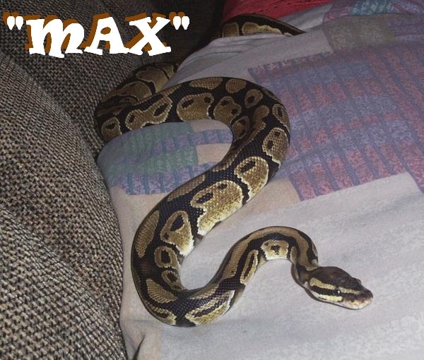 MAX
