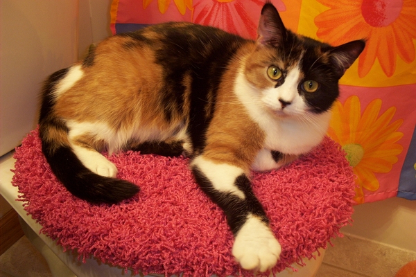 PATCHES