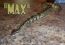 MAX