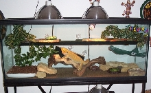 BEARDED DRAGON CAGE