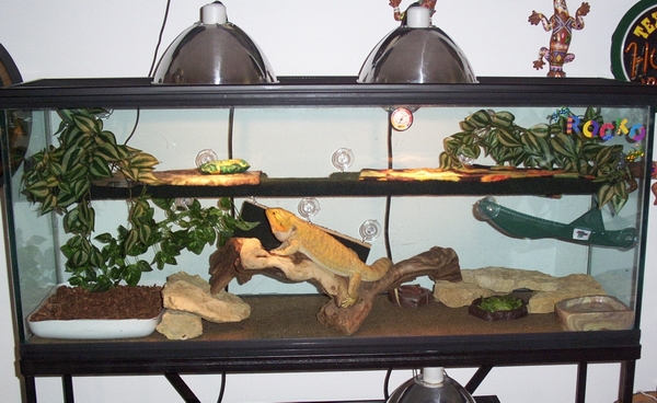 BEARDED DRAGON CAGE