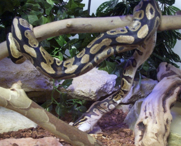 MAX EATING FROM HIS BRANCH