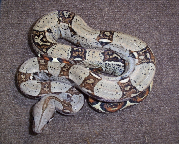 NEW BOA "ELVIS"