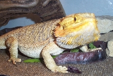 ROCKO EATING