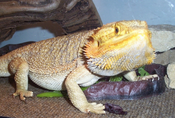 ROCKO EATING