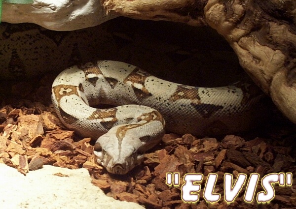 "ELVIS"