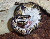 MAX EATS A MOUSE...YUM!!