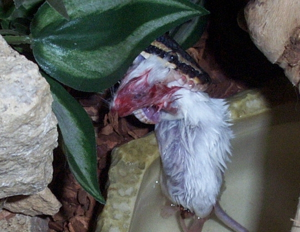 MAX  WITH A NICE JUICY MOUSE