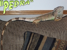QUEEN PEDRA