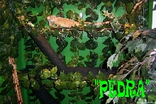 "PEDRA"