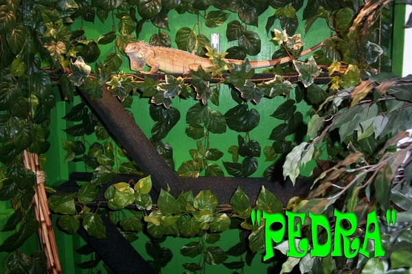 "PEDRA"