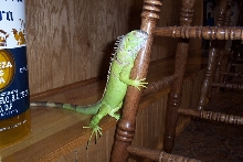 PEDRA AT THE BAR!
