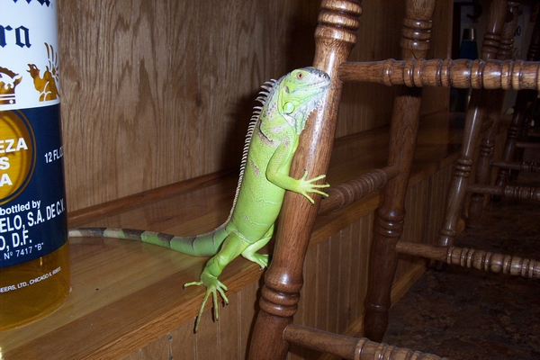 PEDRA AT THE BAR!