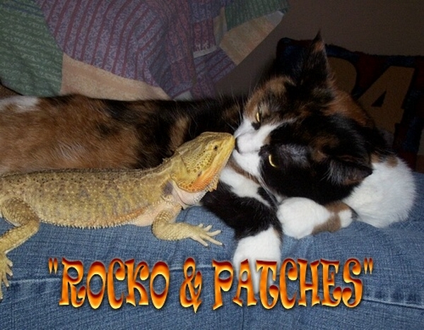 ROCKO & PATCHES