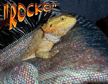 ROCKO CHILLIN'
