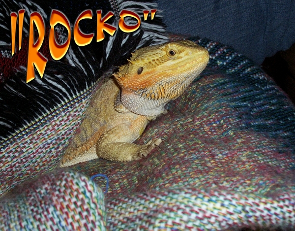 ROCKO CHILLIN'
