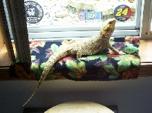ROCKO GETS A TAN