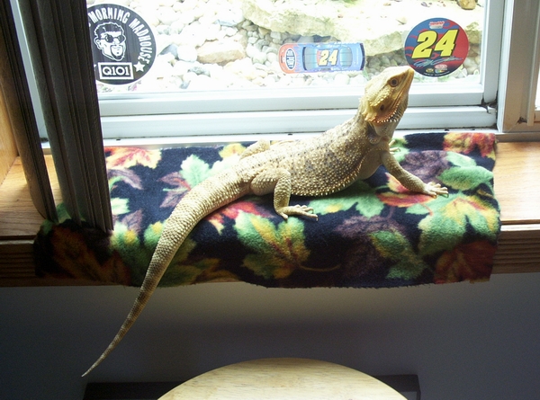 ROCKO GETS A TAN