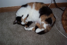 PATCHES CATCHING SOME ZZZZZZS