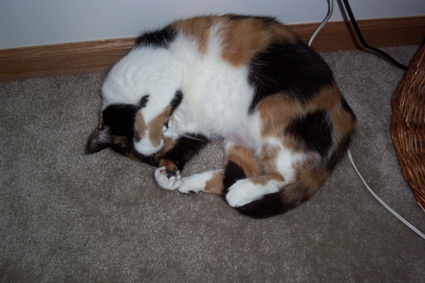 PATCHES CATCHING SOME ZZZZZZS