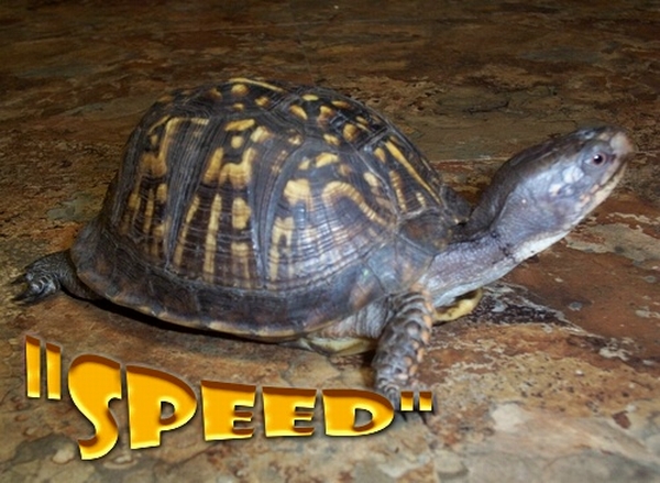 SPEED