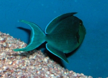 Saltwater - Austin Aquariums