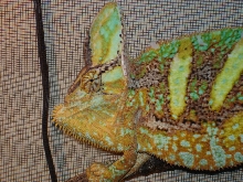 My 2 yr old Veiled