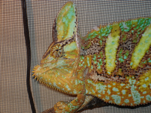 My 2 yr old Veiled