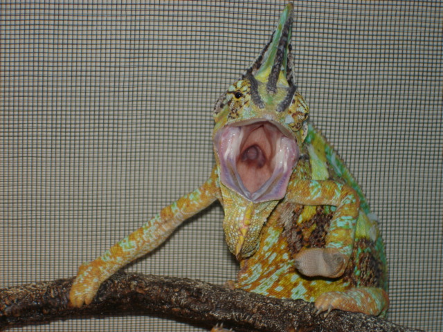 Angry Man