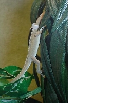 Critter from Texas